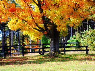 Tree autumn leaves fence architecture - a black fence free wallpaper