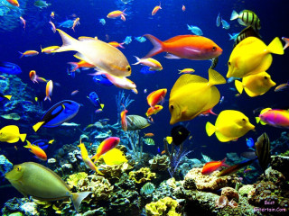 Colorful fish aquarium water rocks - coral free wallpaper