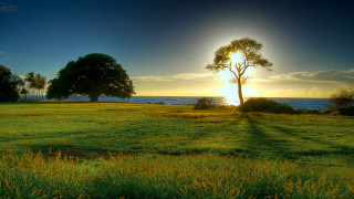 Field tree water sunset sunshine - a tree and a body of water free wallpaper