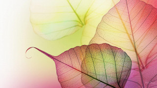Leaves closeup white background pink - art green free wallpaper for desktop