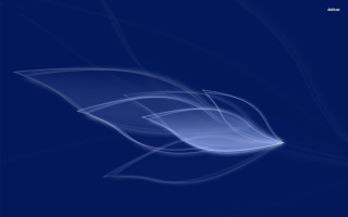 Blue background white flower side 2 - behance hd free wallpaper