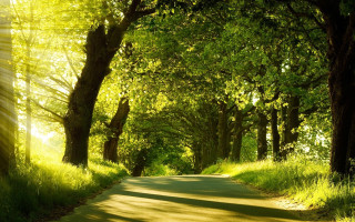 Road trees grass sunshine nature - the other side free wallpaper for desktop