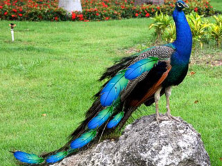 Peacock rock park flowers background - david young cameron free wallpaper