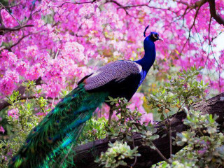 Peacock tree branch pink flowers - free nature wallpaper for desktop