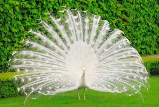 White peacock feathers spread grass - its feather free wallpaper
