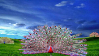 Peacock feathers spread field trees - free new year wallpaper for desktop
