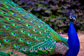 Peacock feathers spread tail display 4 - a peacock free wallpaper for desktop