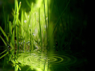 Green grass water drops black - a green grass free wallpaper