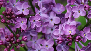 Purple flowers blooming garden green - free flowers wallpaper