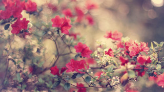 Red flowers tree branch sunlight - red flower free wallpaper