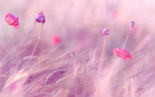 Pink flowers blurry background grass - a blurry background of grass free wallpaper