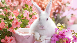 White rabbit basket pink flowers - pastel color free wallpaper