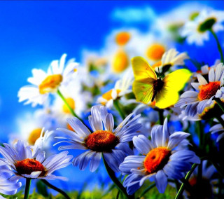 Field daisies butterfly sky blue - free spring wallpaper for tablet