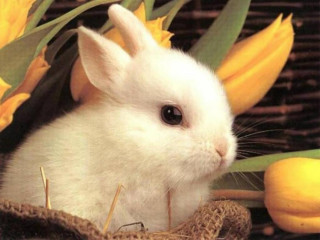 White rabbit basket yellow flowers 2 - a white rabbit free wallpaper