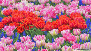 Colorful flowers blue border red - a blue border free wallpaper