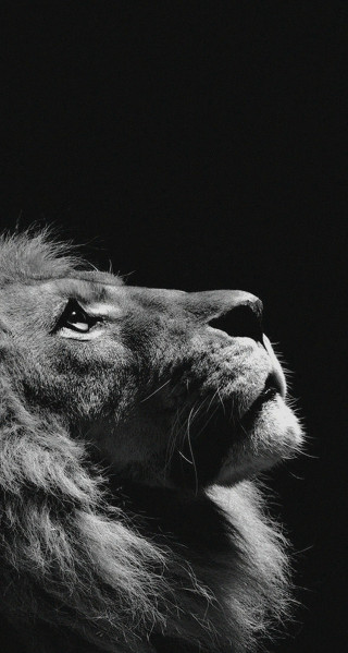 Lion looking up dark sky - its eye free wallpaper for mobile