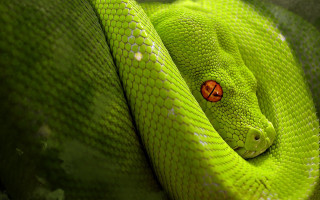 Green snake curled ball red - a red eye free wallpaper for desktop
