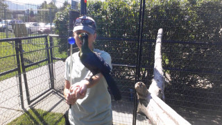 Man holding bird fenced area - upper body free wallpaper for desktop