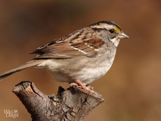 Small bird perched branch sun - a tree branch in the sun free wallpaper
