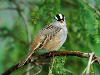 Bird perched branch green leaves - the background and a blurry background free wallpaper