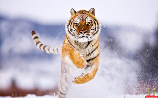 Tiger running snow wild paws 3 - wild free wallpaper for desktop