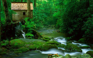 Stream lush forest rocks trees - a small cabin free wallpaper