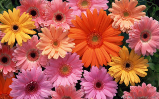 Colorful flowers vase tabletop arrangement - free flowers wallpaper