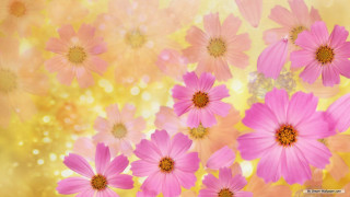 Pink flowers yellow background blurry - a blurry background behind them free wallpaper