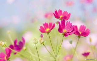 Pink flowers grass sky background - chang daichien free wallpaper for desktop