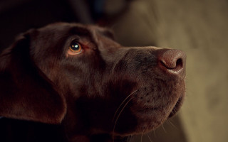 Dog closeup brown background light - a brown background free wallpaper
