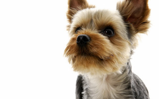 Small dog black white face - a small dog free wallpaper