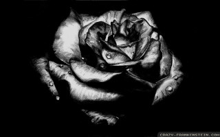 Rose water droplets black white - a charcoal drawing free wallpaper