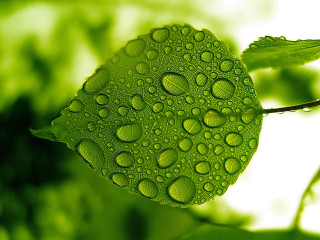 Green leaf water drops white - a green leaf in the foreground free wallpaper