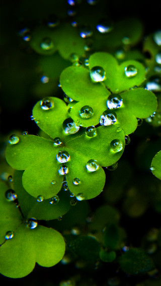 Green leaves water droplets nature - macro photography free wallpaper for mobile