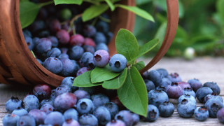 Basket blueberries leaves table ground - a table next free wallpaper
