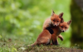 Foxes hugging grass wildlife photography - the grass together free wallpaper