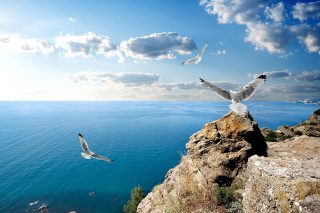 Bird flying cliff ocean overhead - daphne mcclure free wallpaper for desktop