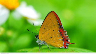 Butterfly green leaf field flowers - bengal school of art free wallpaper for desktop