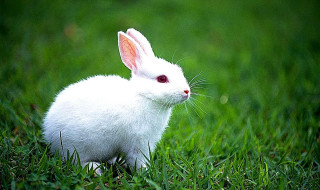 White rabbit grass looking camera - a white rabbit free wallpaper