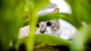 Cat peeking plants leaves nature - sharp focus free wallpaper for desktop