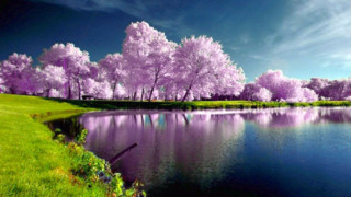 Lake trees bloom blue sky 2 - bloom free wallpaper for desktop