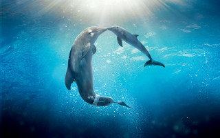 Dolphins swimming ocean sunlight bubbles - armin hansen free wallpaper