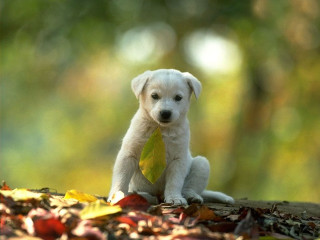 Puppy sitting pile leaves leaf - a pile of leaves free wallpaper