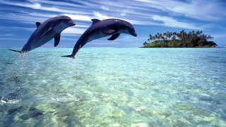 Dolphins jumping water island ocean - a small island in the background free wallpaper