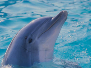 Dolphin swimming pool water mouth - donald roller wilson free wallpaper for desktop