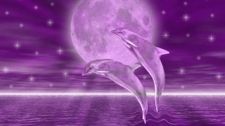 Dolphins swimming full moon stars - the moon in the background free wallpaper