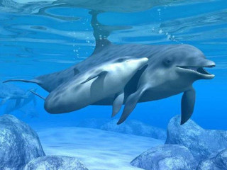 Dolphin swimming ocean rocks water - rock and water free wallpaper