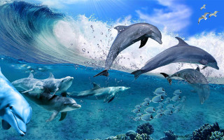 Dolphins swimming ocean wave bird - daphne mcclure free wallpaper for desktop