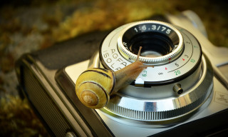 Snail camera lens cap macro - a snail free wallpaper for desktop