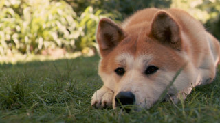 Dog laying grass sad look - its head on free wallpaper for desktop